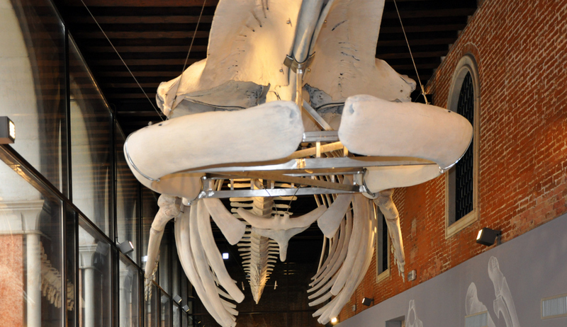 03-museo-di-storia-naturale-1
