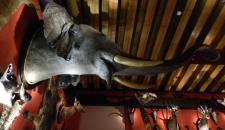 venice natural history museum